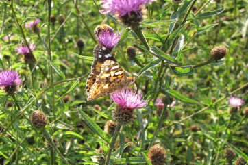 Butterfly in napweed