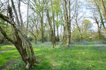 Bluebell Woods to discover