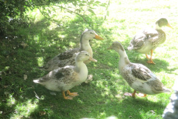 There are ducks on the farm, as well as hens and geese
