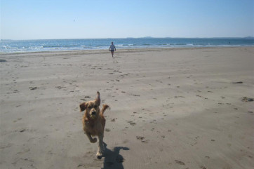 Driftwood Cottage welcomes a pet, so you don't need to leave anyone behind!