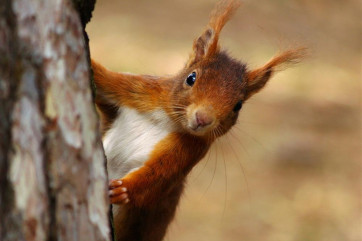 Red Squirrel Wildwoods Herne Bay
