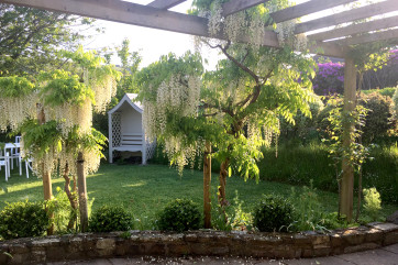 The beautiful garden with wisteria plant