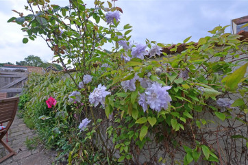 With pretty flowers and the gentle hum of bees this mature courtyard garden offers relaxation outside.