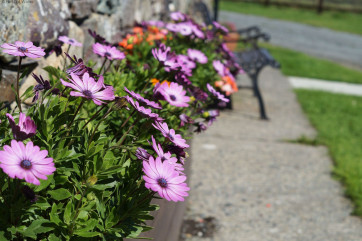 beaufiful wiild flowers around the farm