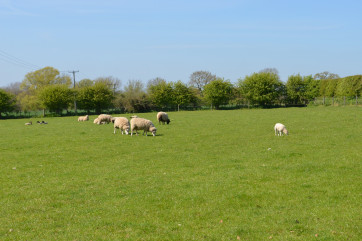 Sheep and lambs in the fields near to the property.