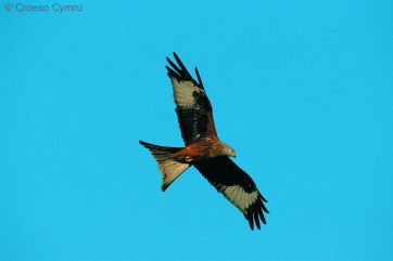 The beautiful site of the red kite that can be seen hovering above