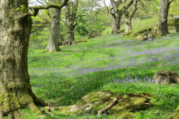 The local bluebell woods