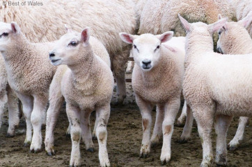 Located on a working farm in the Brecon Beacons