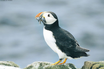 Puffins along the coast