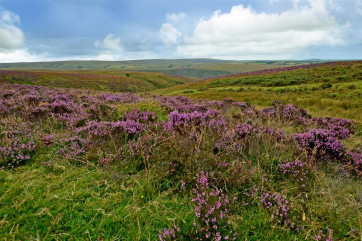Look out for Exmoor ponies and deer on the heather clad moorland close by