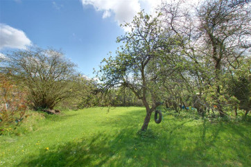 Large expanse of lawn with fruit trees