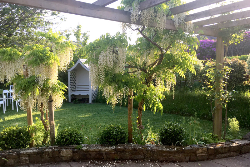 The beautiful garden with wisteria plant