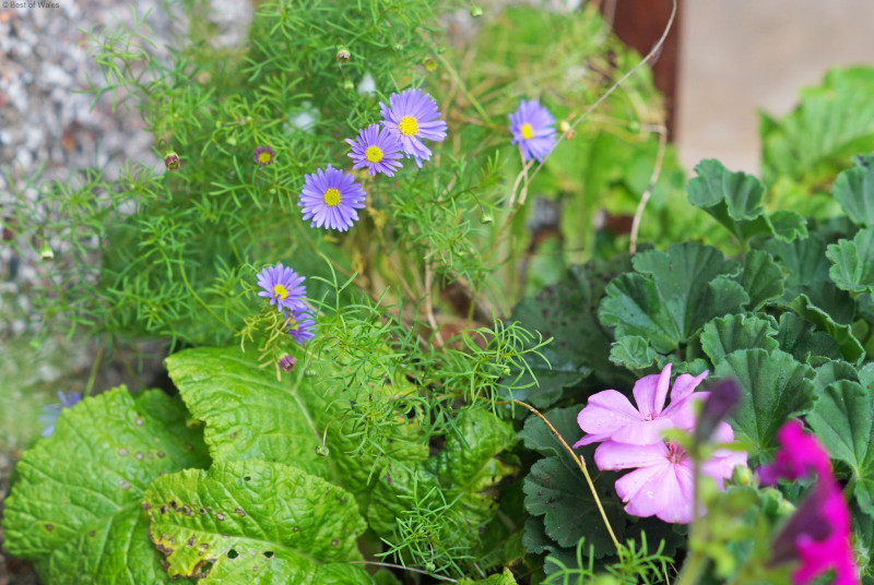 Charming Welsh holiday cottage, Machynlleth in Mid Wales