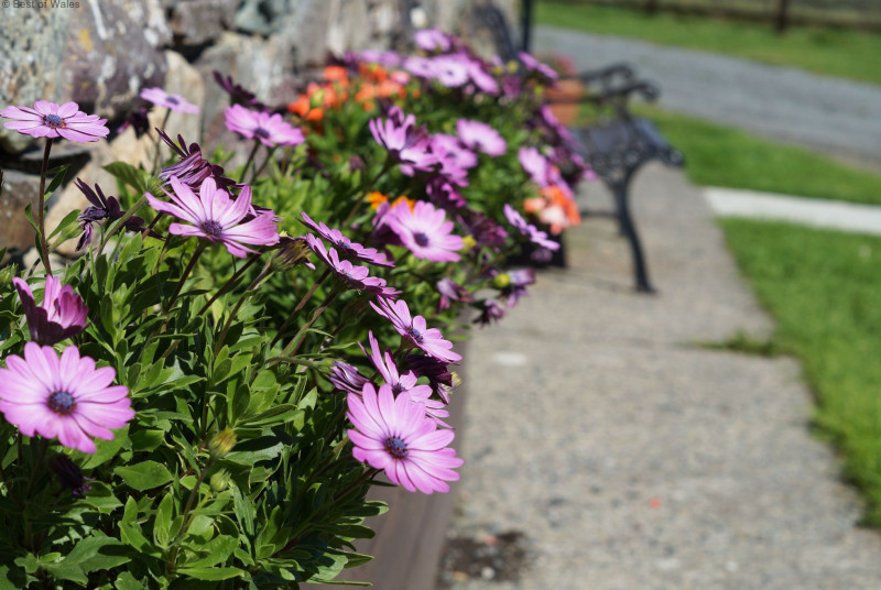 beaufiful wiild flowers around the farm