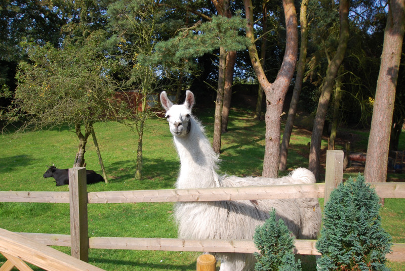 Lawrence the Llama looking over the fence. 