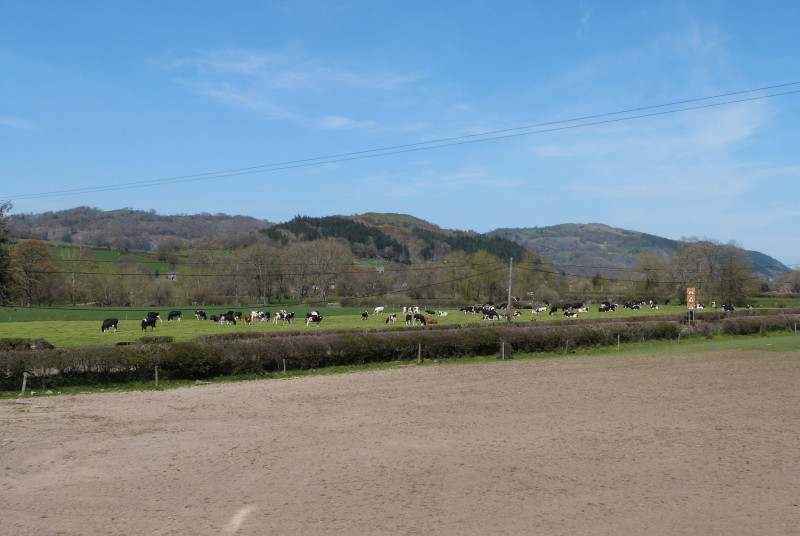 Countryside views from the cottage - cattle turned out after milking