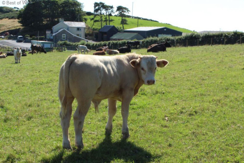 Brynheulwen Holiday Cottage - calves