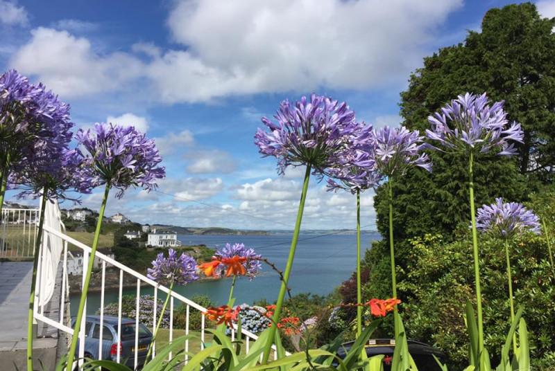 Agapanthas in abundance at Windrush