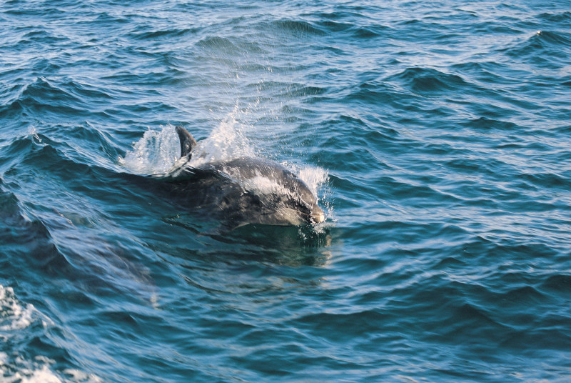 dolphin trips can be booked nearby