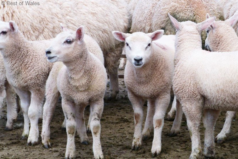 Located on a working farm in the Brecon Beacons
