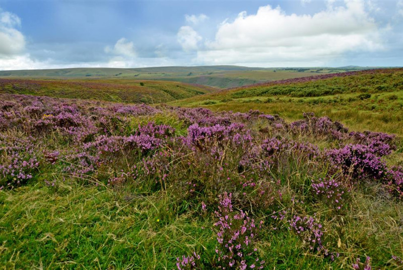 Look out for Exmoor ponies and deer on the heather clad moorland close by